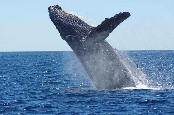 Sortie baleine