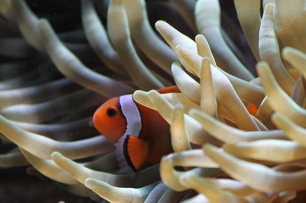 Plongée sous marine