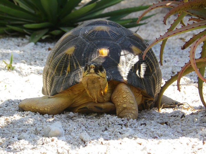 Tortue